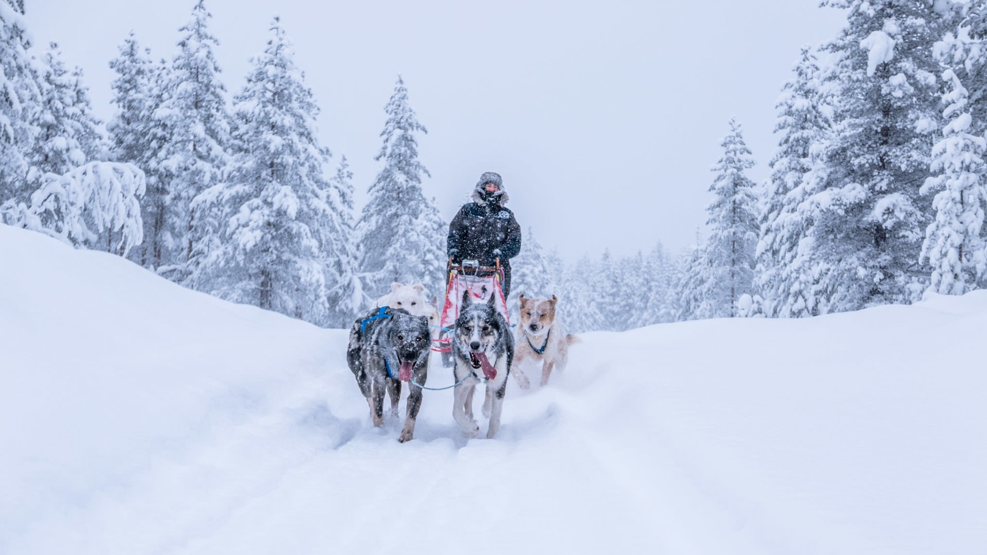 Hundeschlitten-Safari